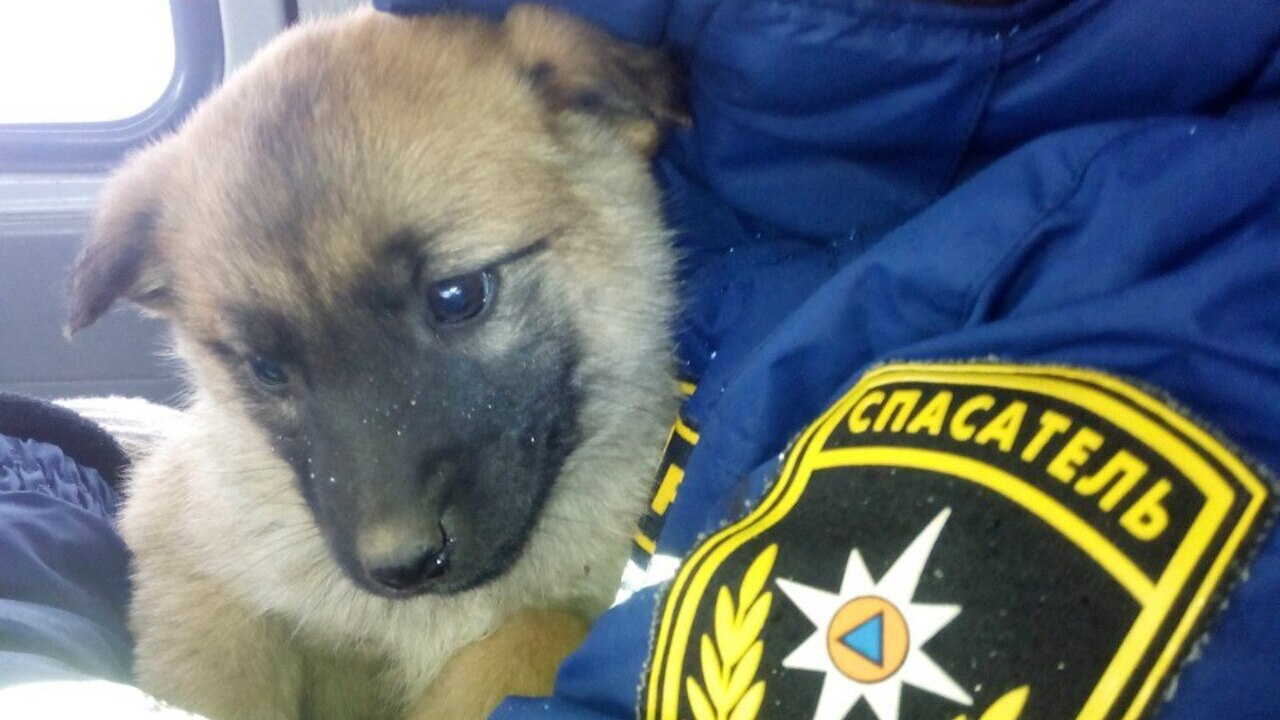 В Мордовии спасли застрявшего между гаражами щенка 