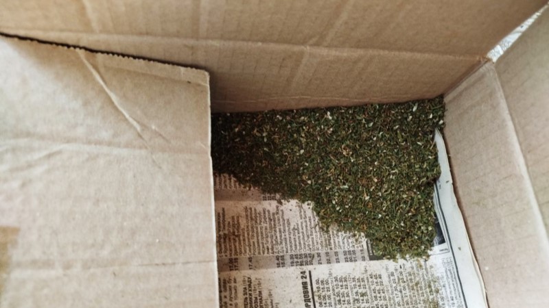 Пенсионер из Мордовии выращивал наркотики в лесу и прятал на заброшенной даче