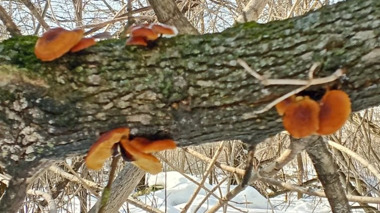 Житель Мордовии уже собрал ведро опят