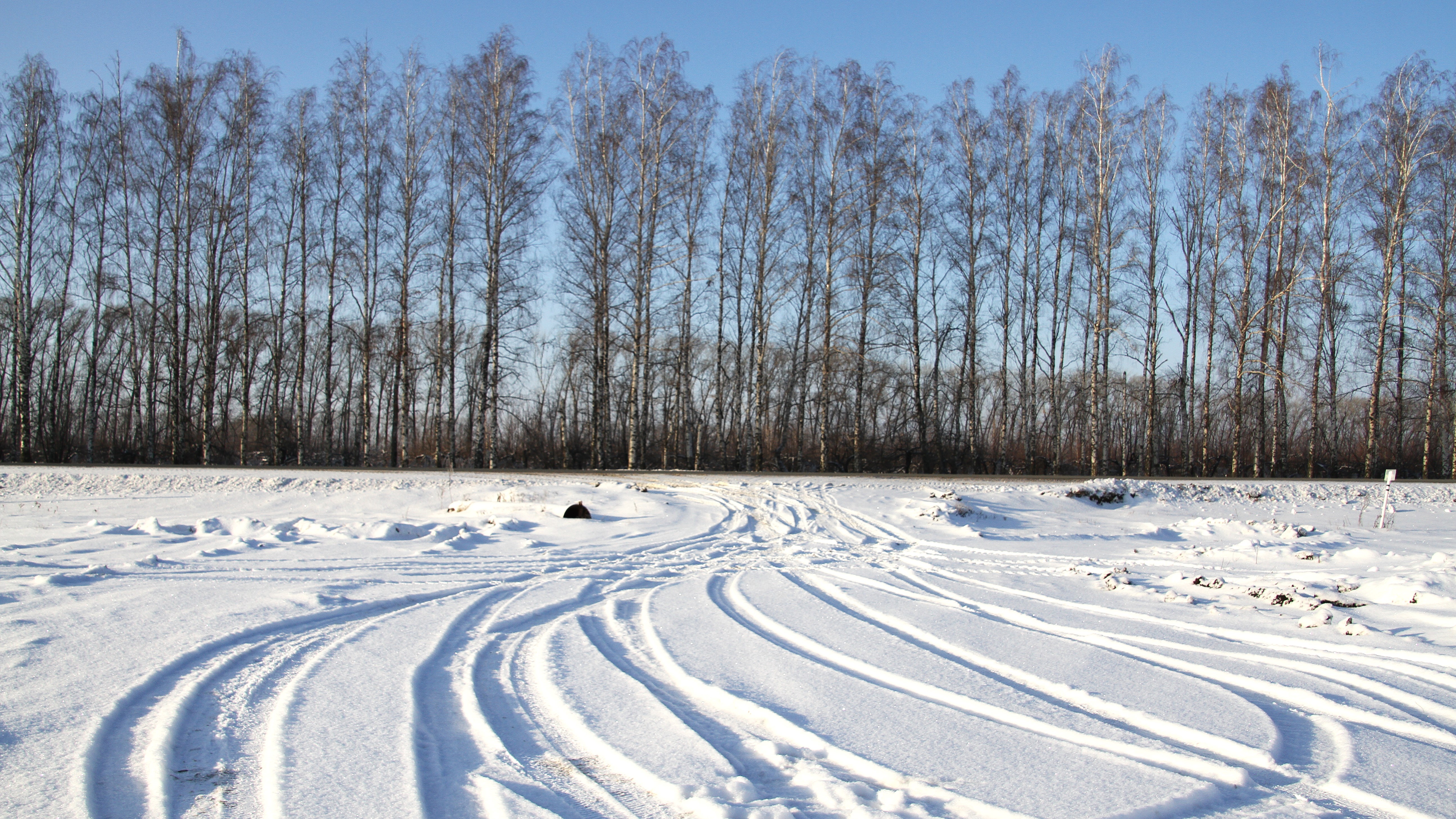 В Мордовии в два раза сократился объём незаконных рубок леса