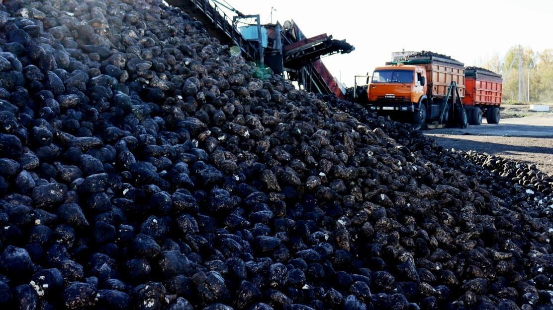 340 центнеров с гектара: Мордовия показывает высокую урожайность в разгар сезона сахароварения