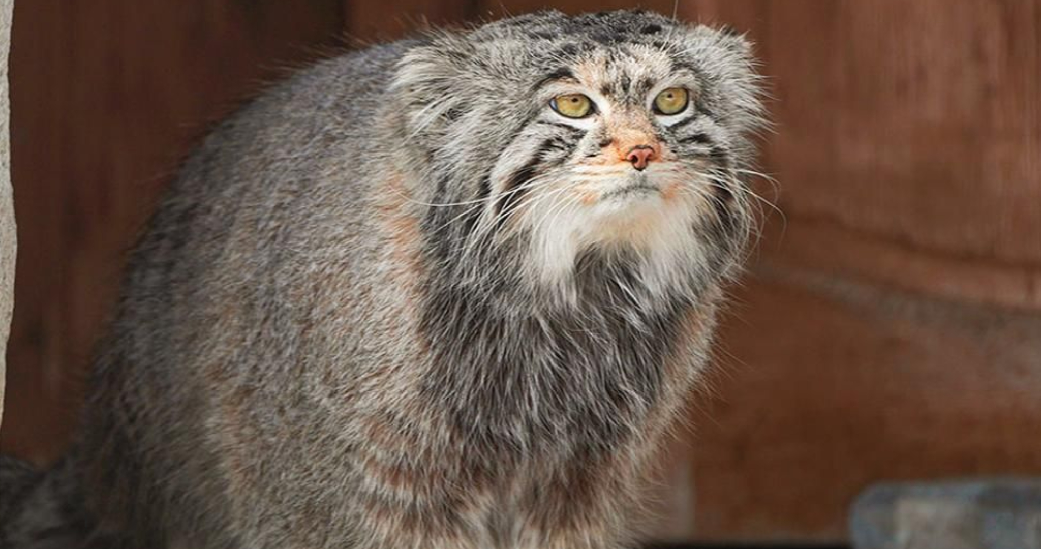 Манул Тимофей начал весеннюю разжировку 