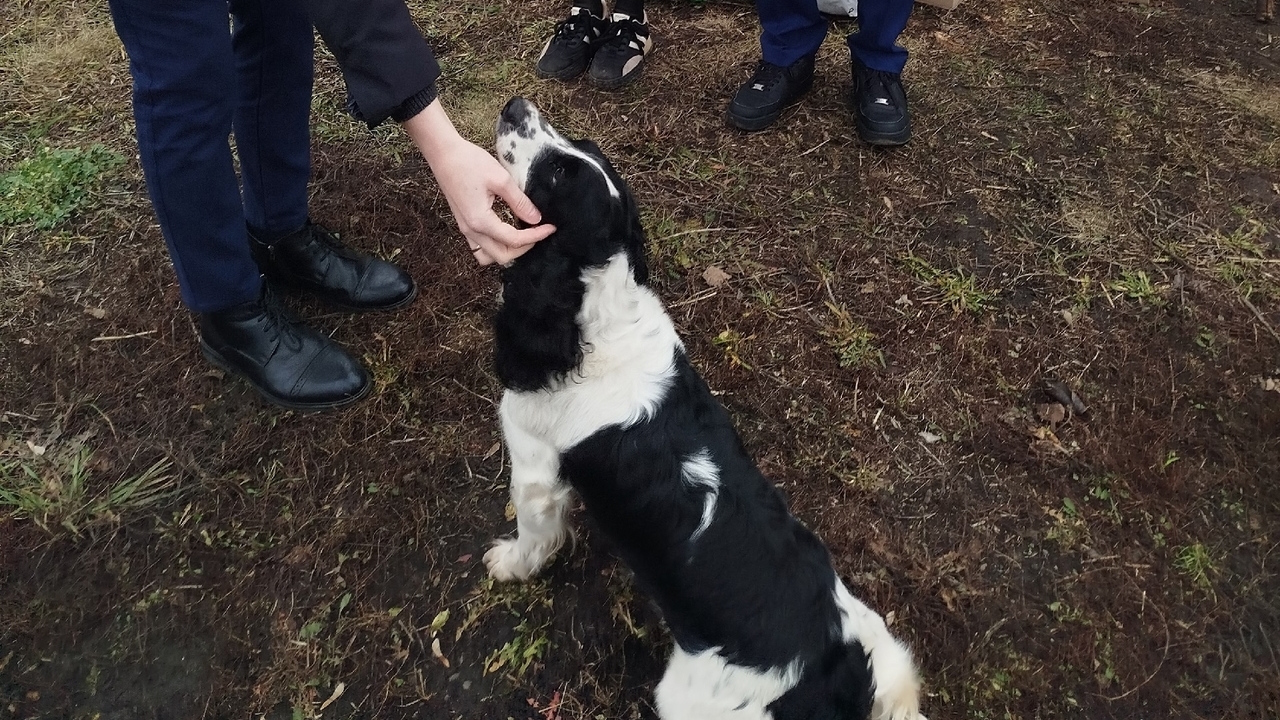 Саранские школьники оказали помощь мини-приюту «ДворНяшки» 