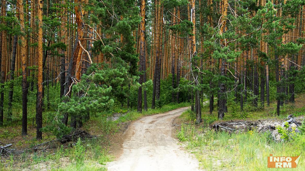 В Мордовии молодым специалистам лесной отрасли помогут со строительством дома
