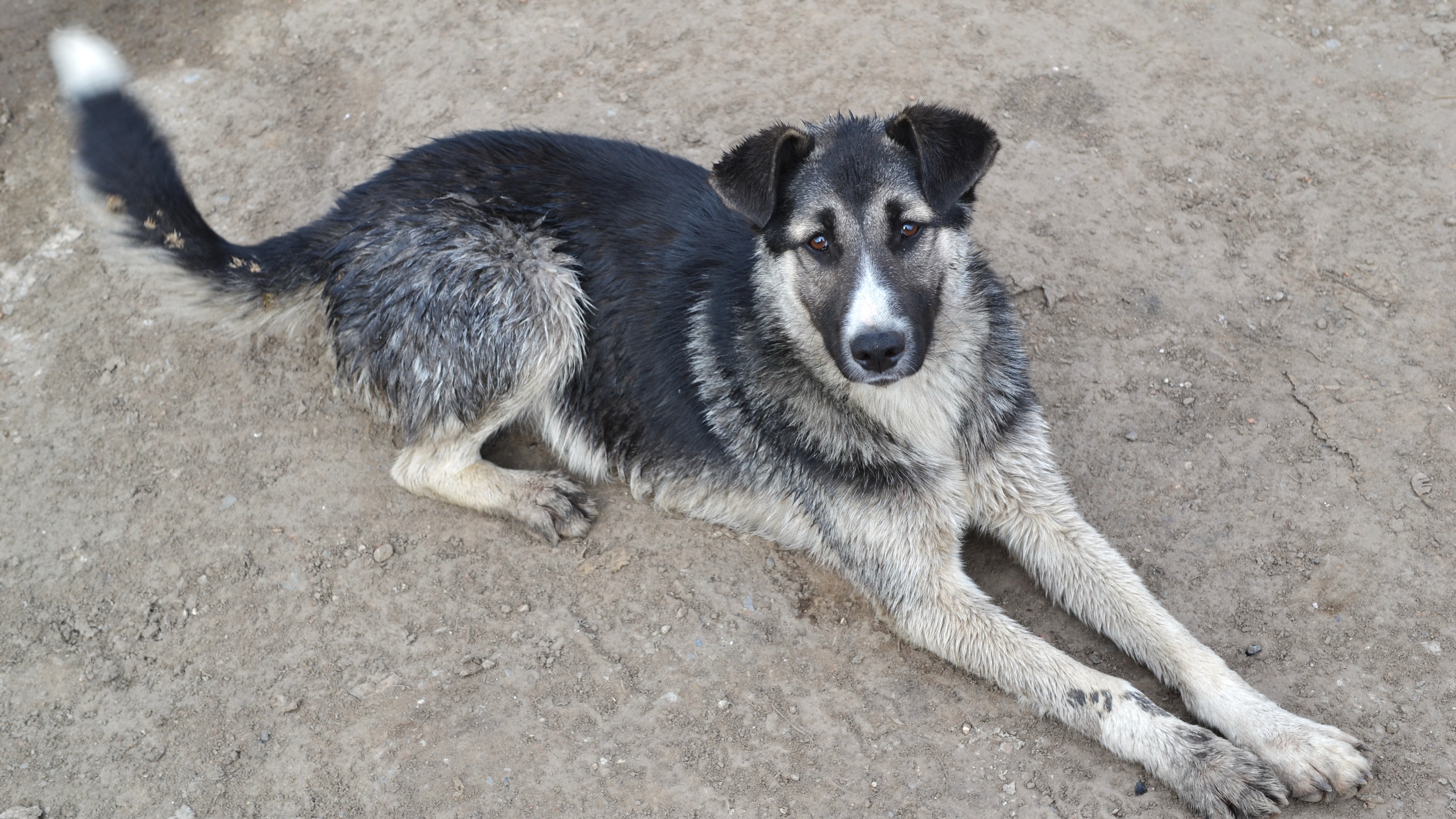 Кадошкинская администрация выплатит компенсацию семье укушенного бездомной собакой ребёнка