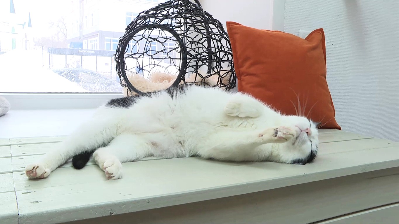 Котики «Муррдовии» нашли новый дом