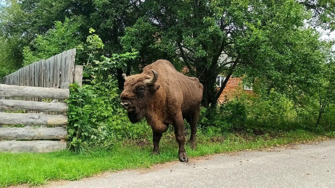 В Мордовском заповеднике встретились зубр Меграй и его сын Мезарь 