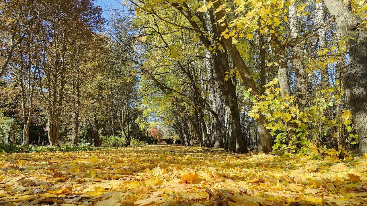 В Саранске закрывается Ботанический сад 