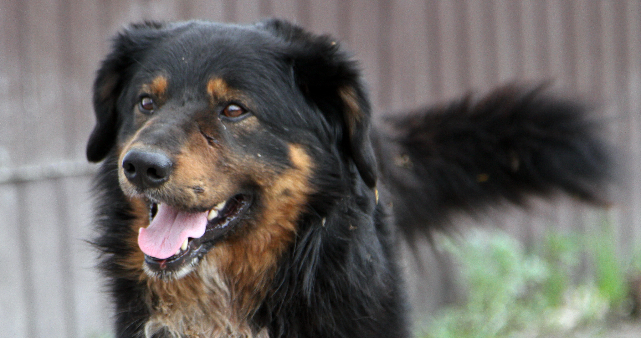 Пушкинский парк в Саранске начал сбор помощи для бездомных животных 