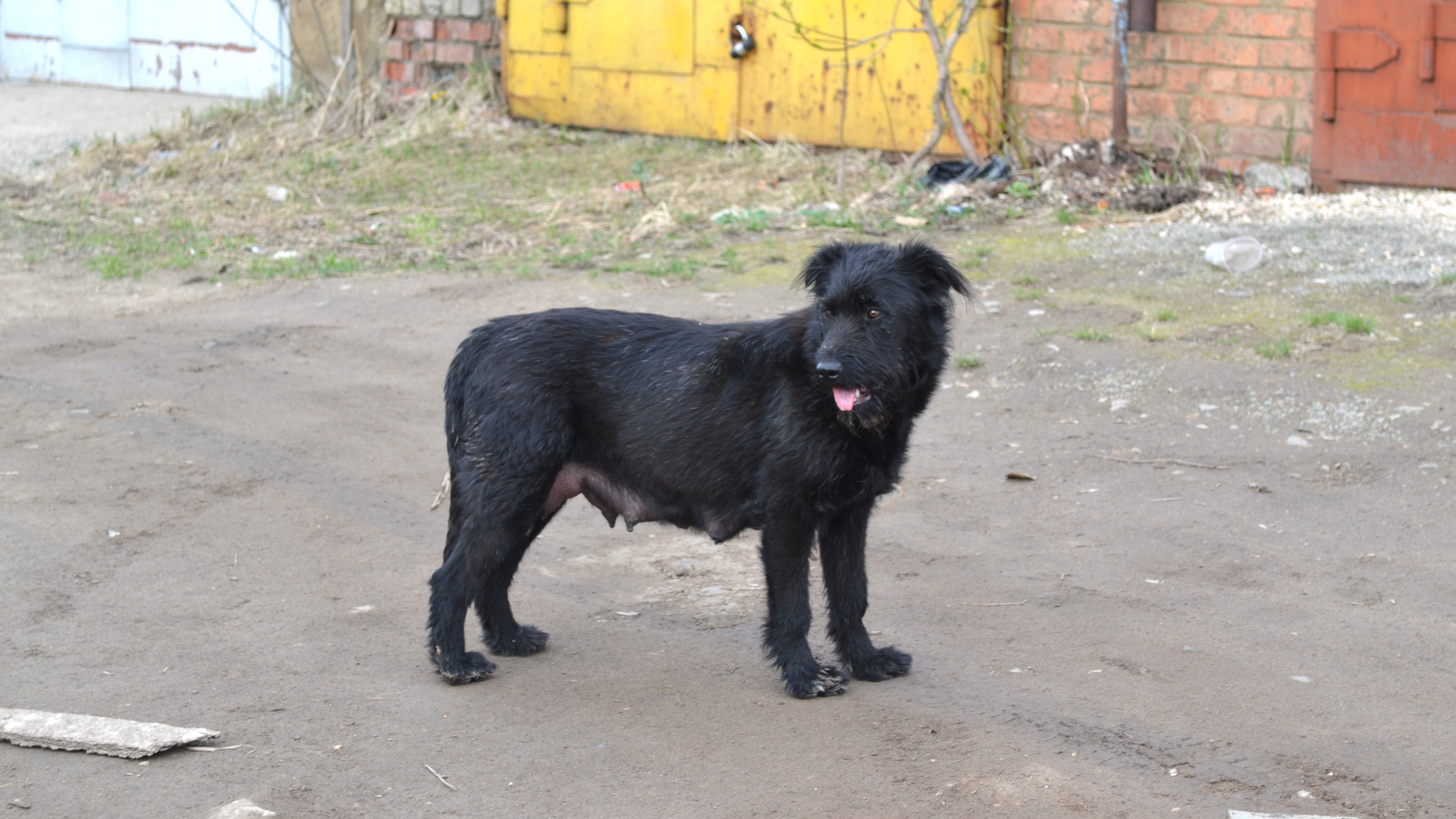 Жителей Ардатовского района предупреждают об отлове собак