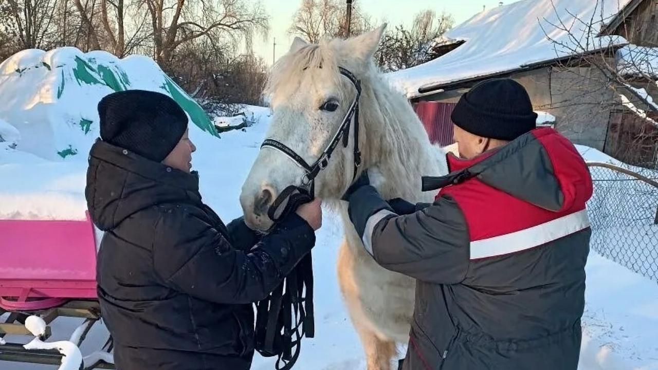 Здоровье лошадей проверяют в Мордовии