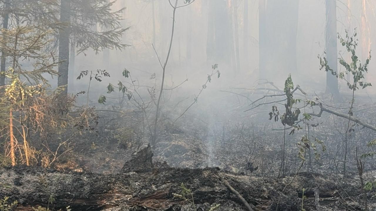 В Мордовии удалось локализовать лесной пожар в заповеднике