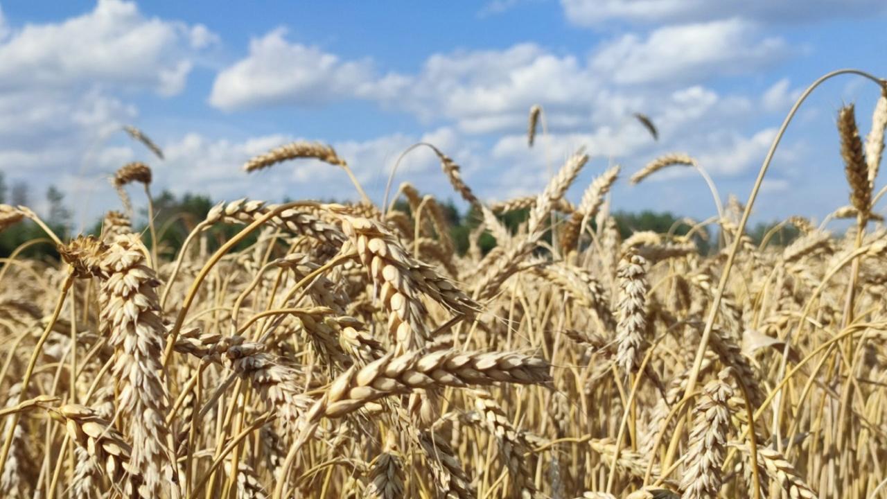 Не только трактористы: в Мордовии открыты 400 вакансий в агросекторе