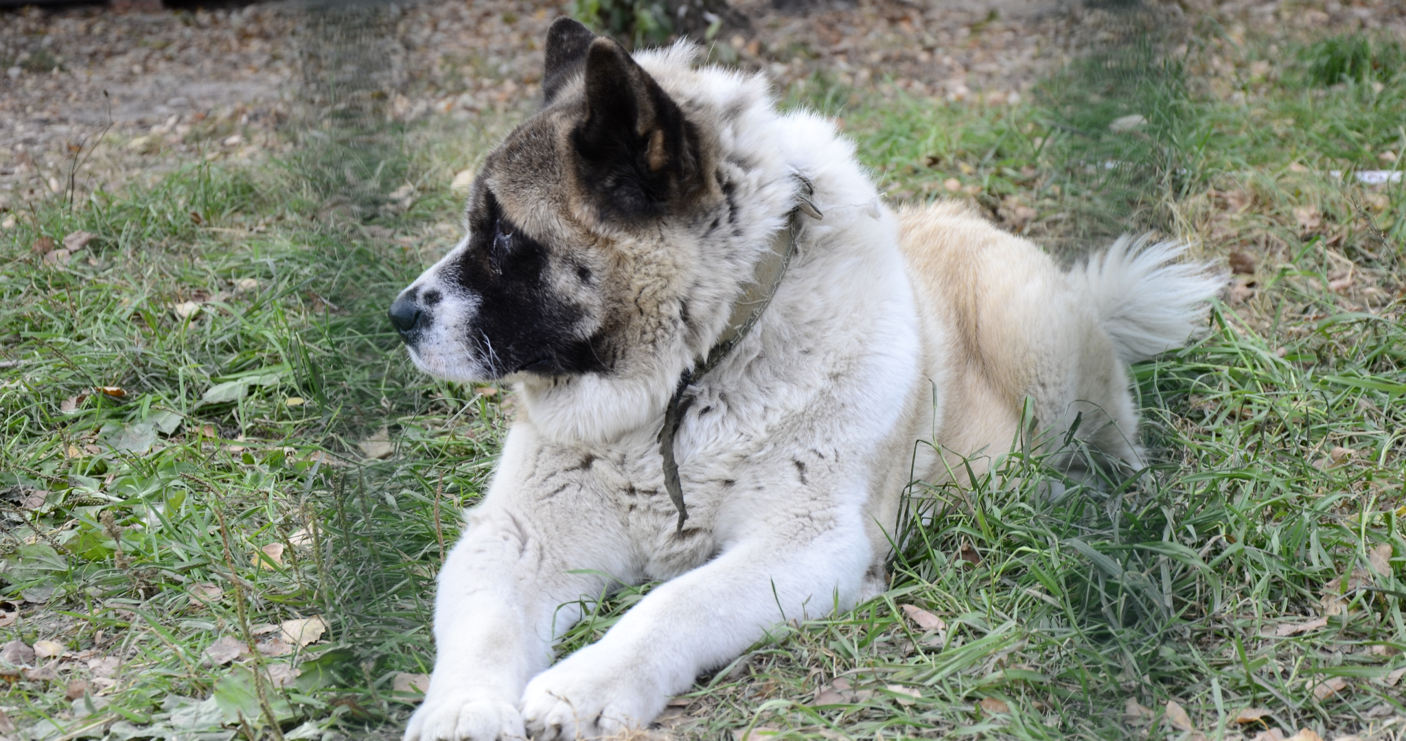 В Мордовии чаще всего сбегали из дома кошки Муси и собаки Графы 