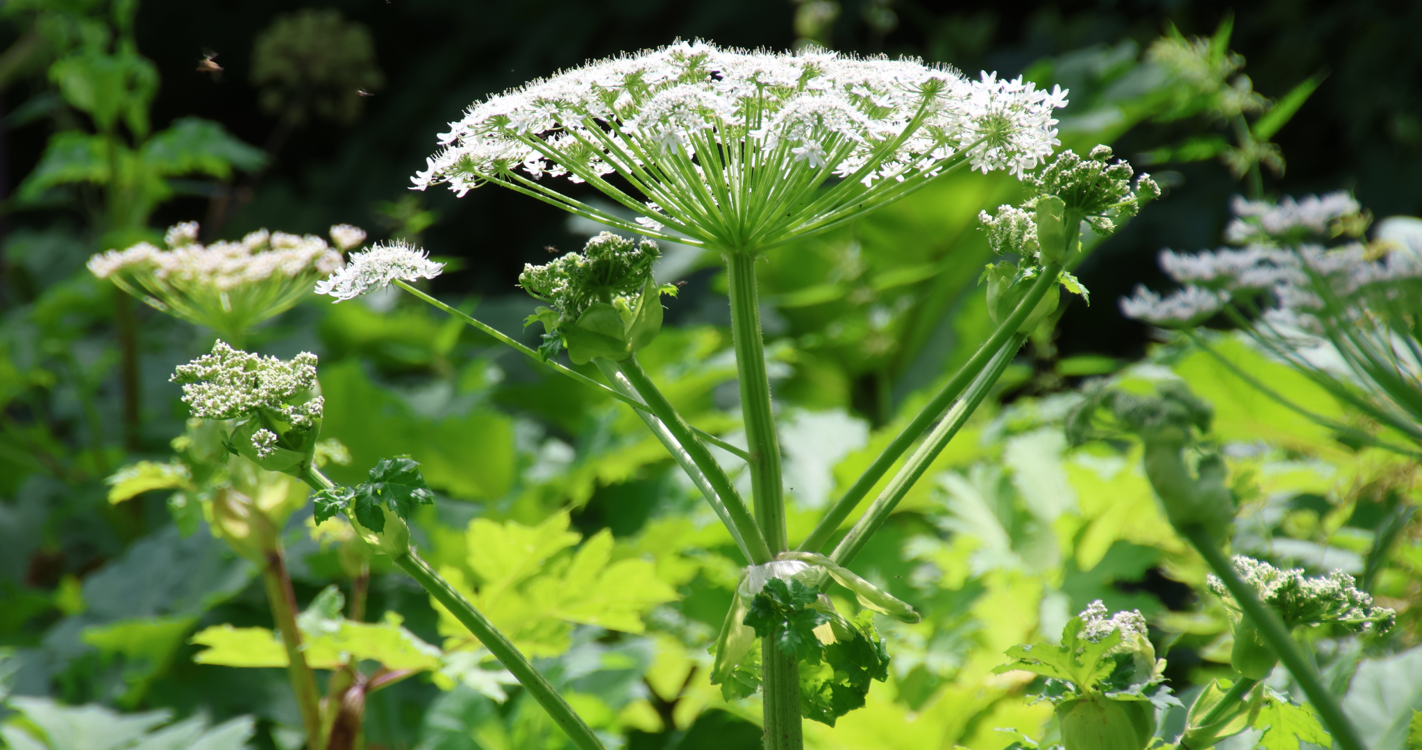 Жителям Мордовии напомнили о штрафах за борщевик и американский клён 