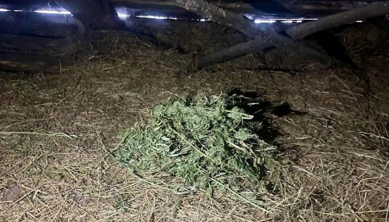 Сушил марихуану на сеновале житель Саранска Сушил марихуану на сеновале житель Саранска