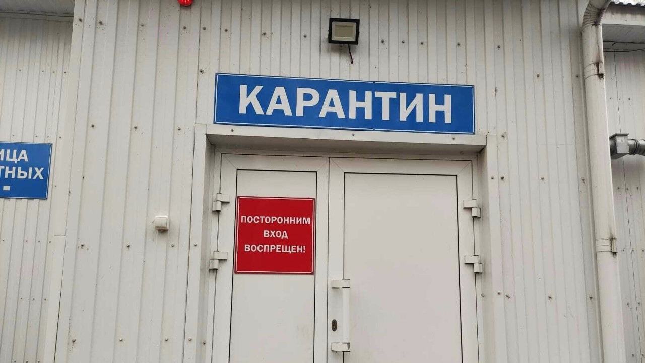 Поймали лесную гостью: в Саранске ищут владельца собаки, на которую напала лиса