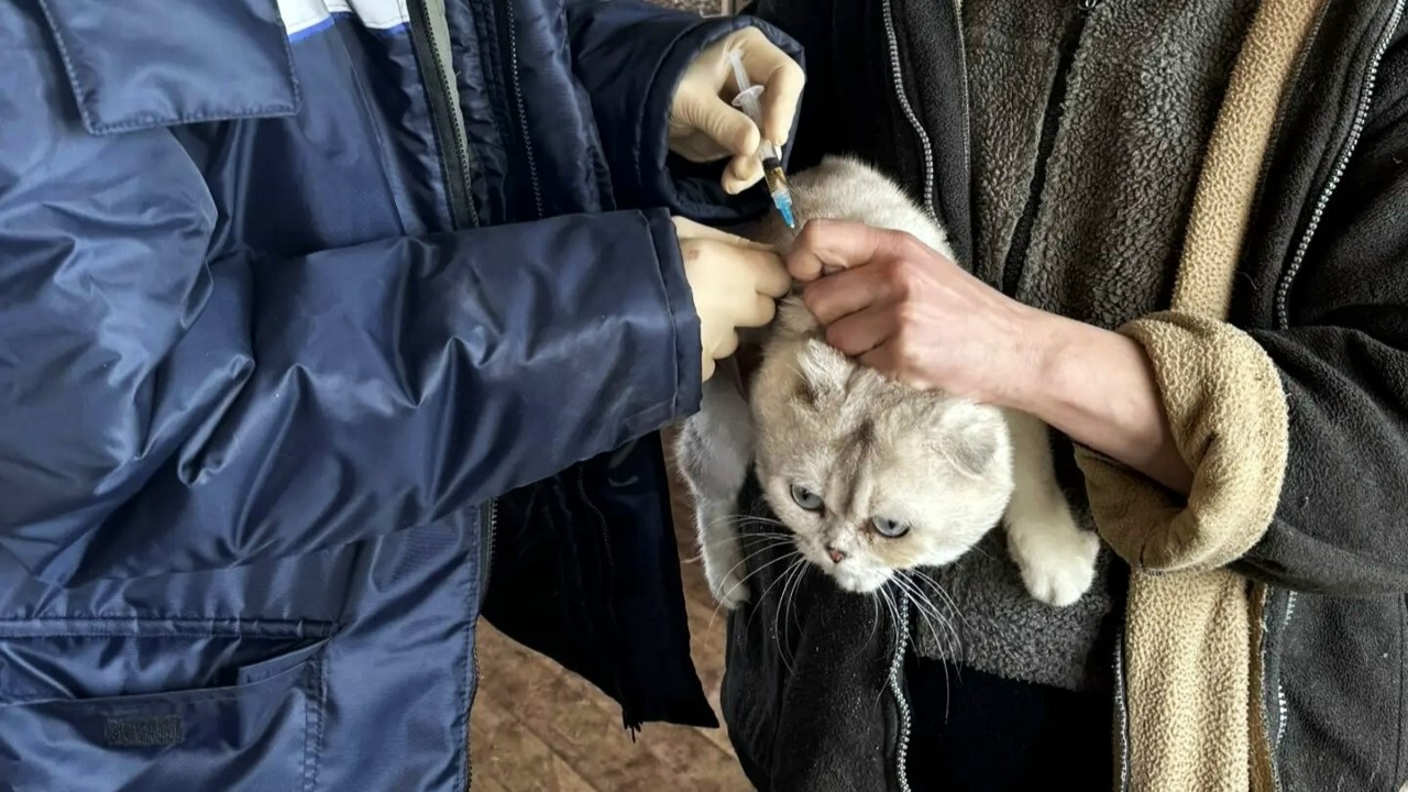 В Мордовии от бешенства привили более 3,5 тысяч собак и кошек