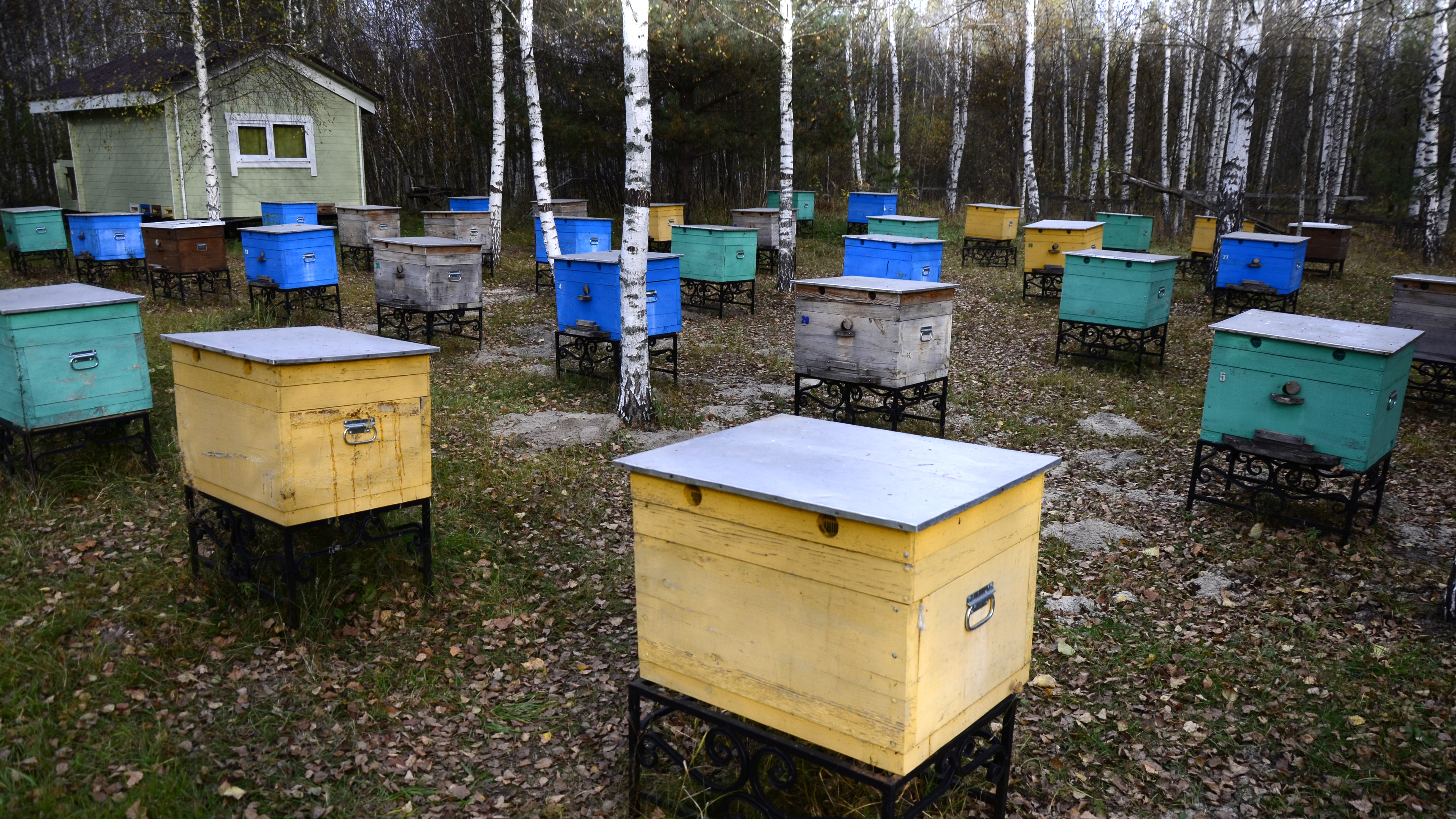 В Мордовии осудили пчеловода-мошенника