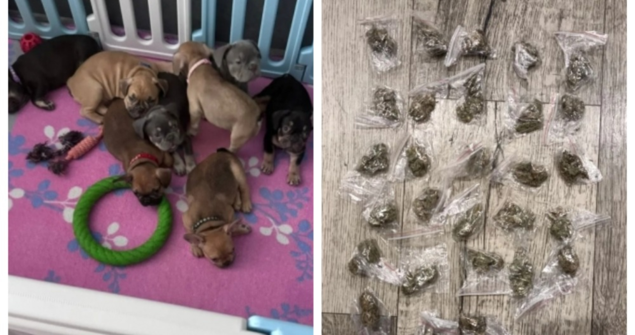 Заводчицу собак в Мордовии осудят за коробку наркотиков 