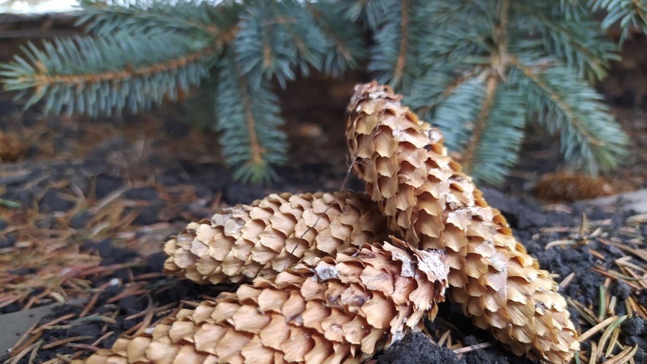 Названы адреса ёлочных базаров в Пензе 