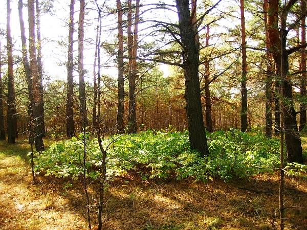Ограничение на посещение лесов снова введено в Мордовии
