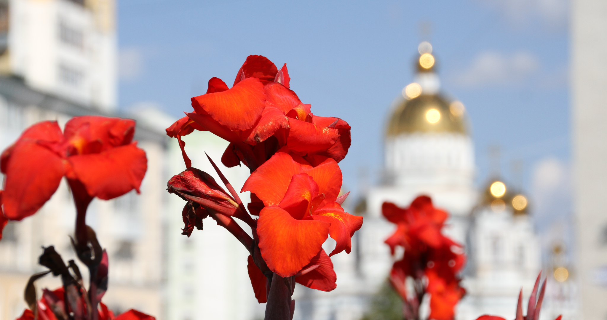 Больше 330 тысяч цветов украсят улицы Саранска 