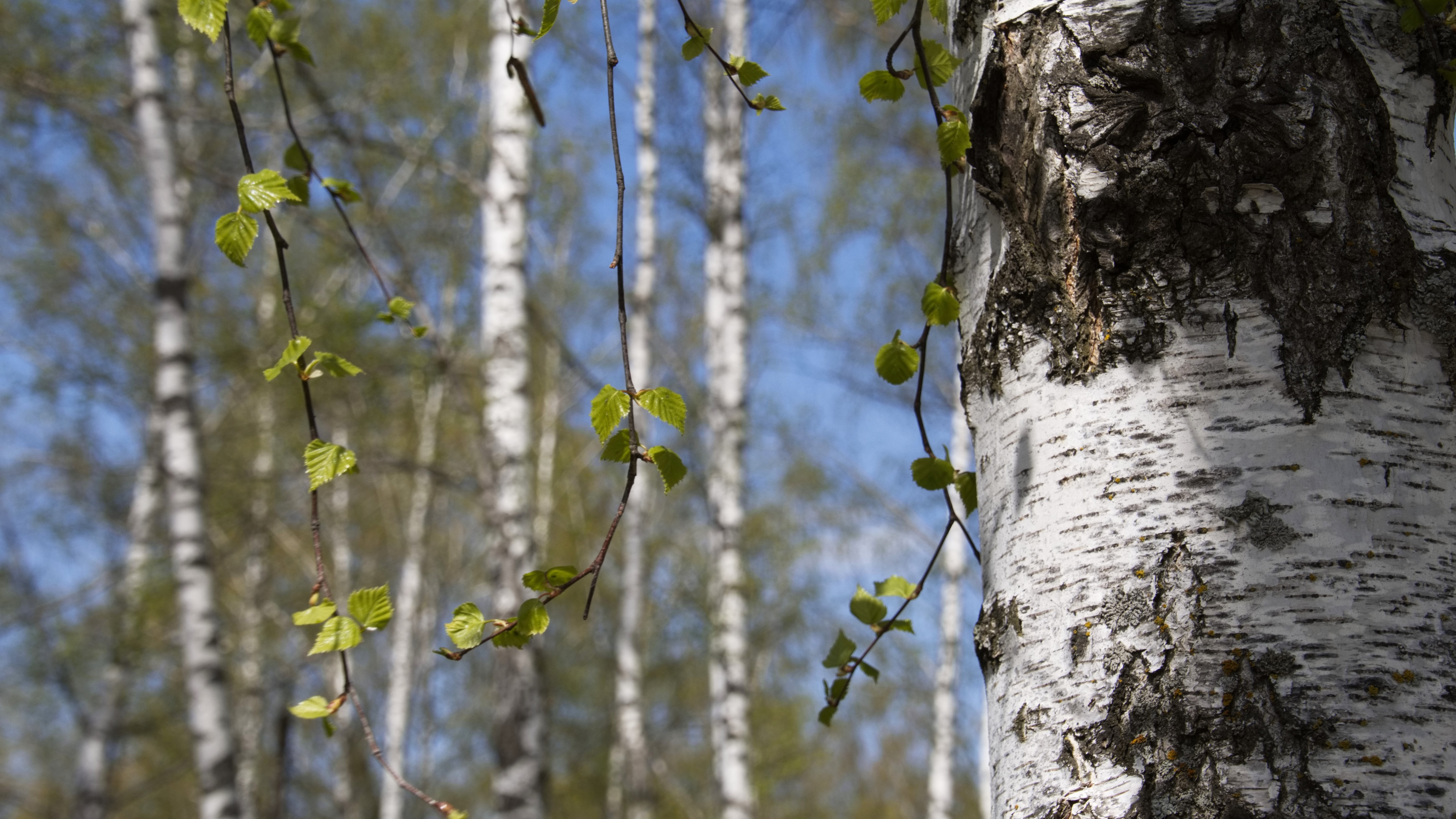 Леса Мордовии поделили на зоны использования