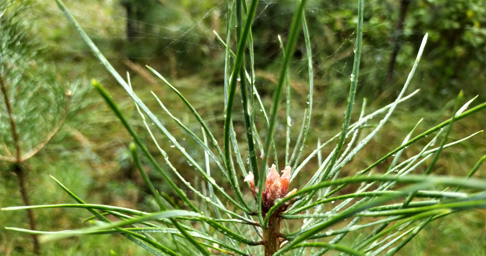 «Сад памяти» высадят в Мордовии уже 25 апреля 