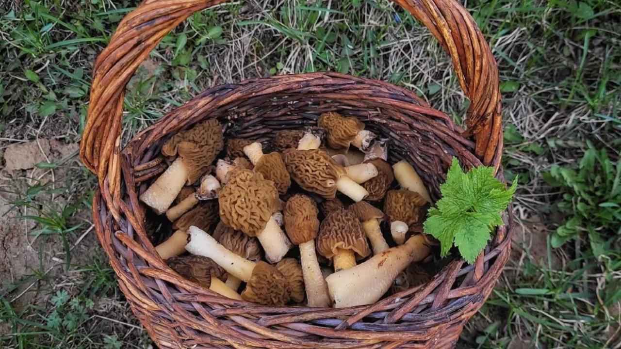 Два часа спасатели Мордовии искали двух заблудившихся в лесу женщин Два часа спасатели Мордовии искали двух заблудившихся в лесу женщин