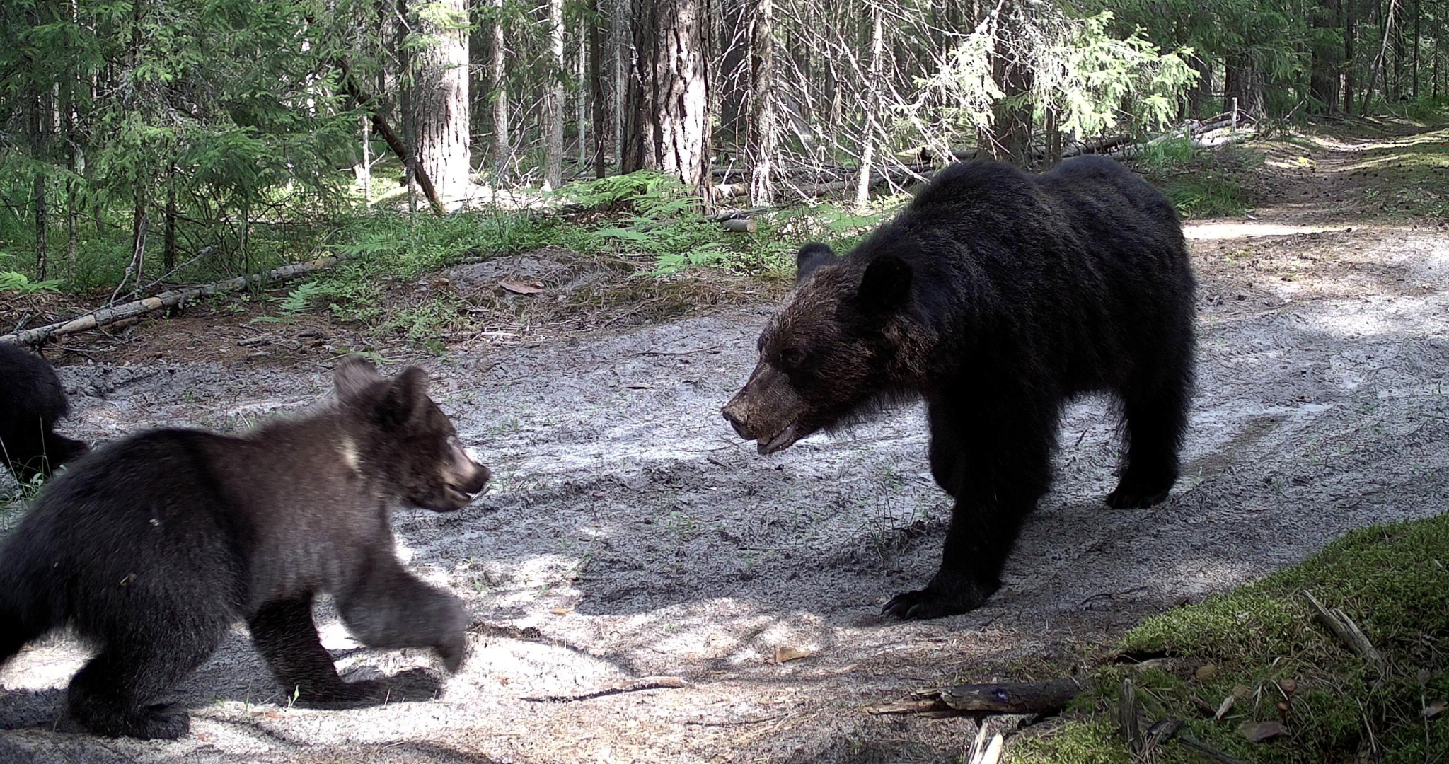 В лесах Мордовского заповедника установят 60 фотоловушек 