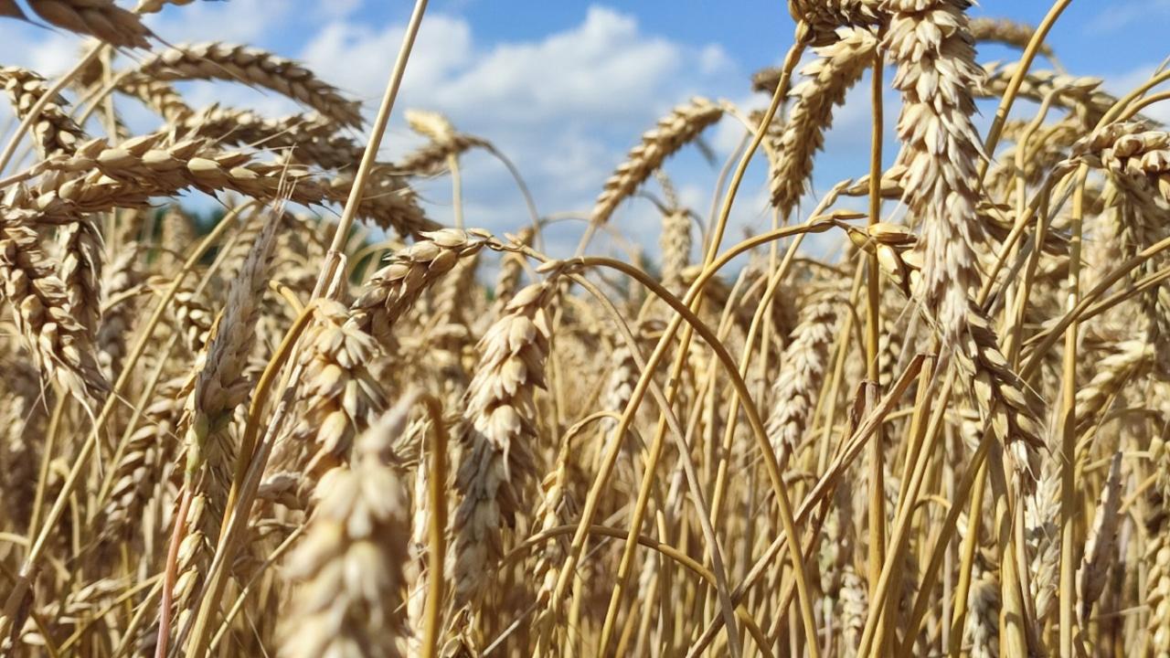 Мордовия выбирает агрономов: регион в топе ПФО по востребованности аграрных специалистов