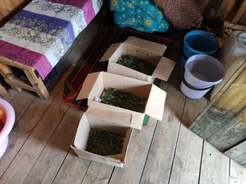 В Мордовии 50-летний наркоман все лето выращивал в огороде купленные в интернете семена конопли 