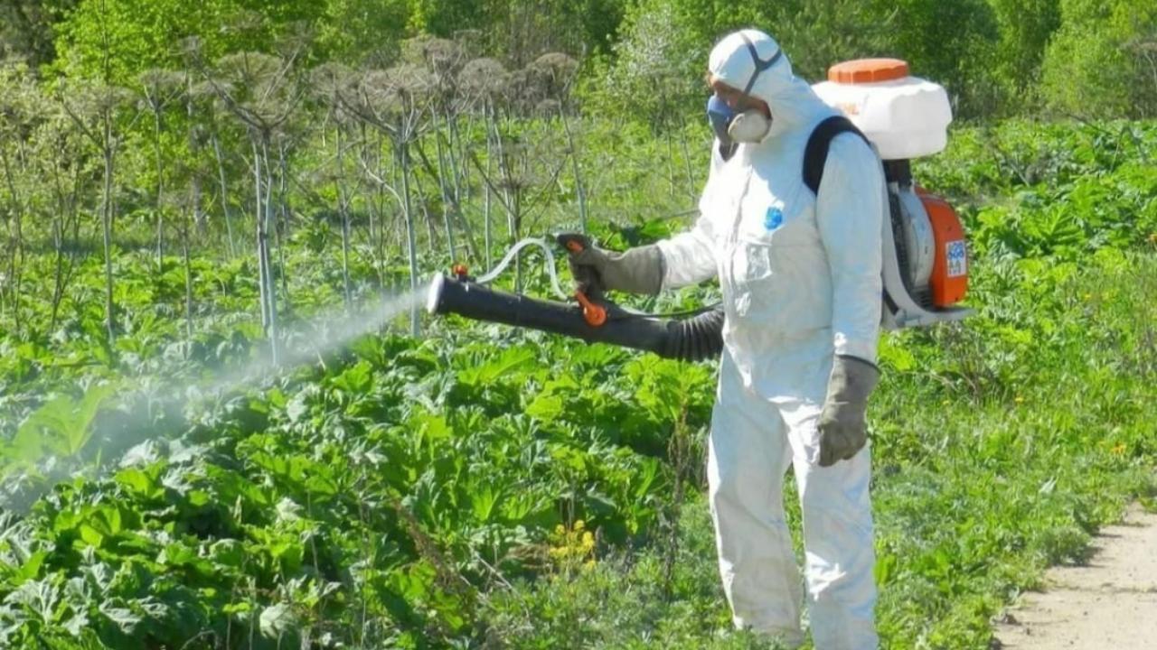 Теньгушевское село обработали от борщевика Теньгушевское село обработали от борщевика