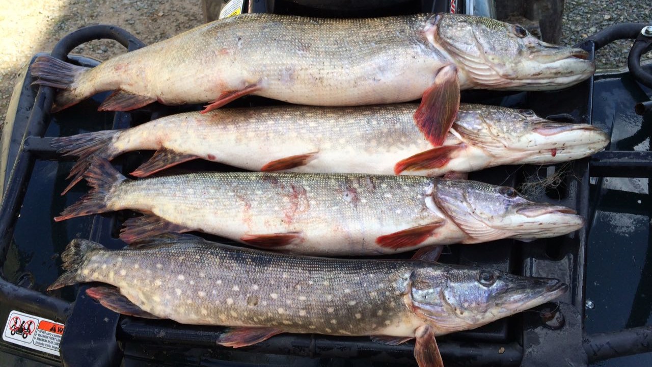 В Мордовии будут развивать промышленное рыболовство 