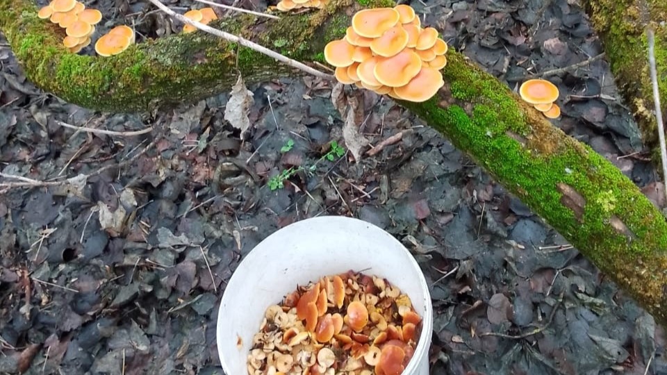 Жители Мордовии в декабре собирают грибы