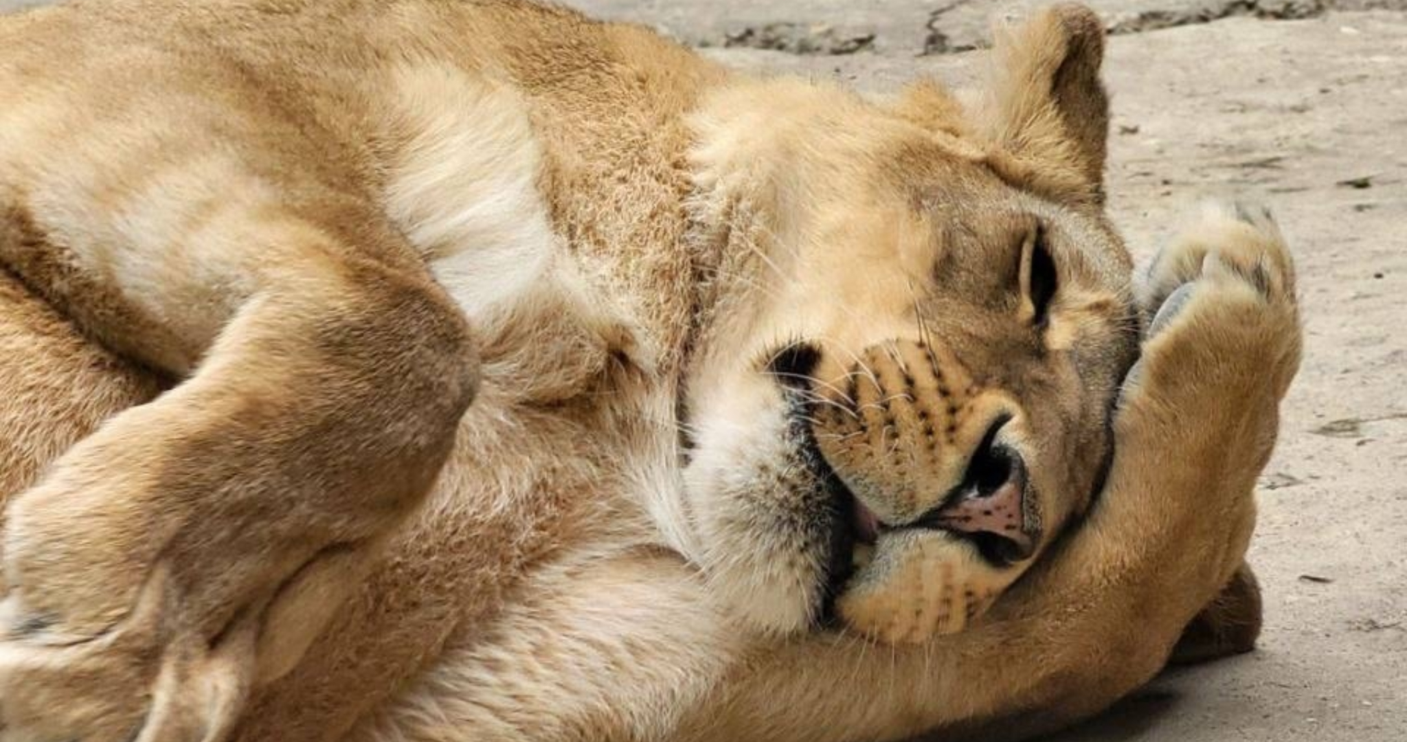 Саранский зоопарк устроит показательное кормление львицы 