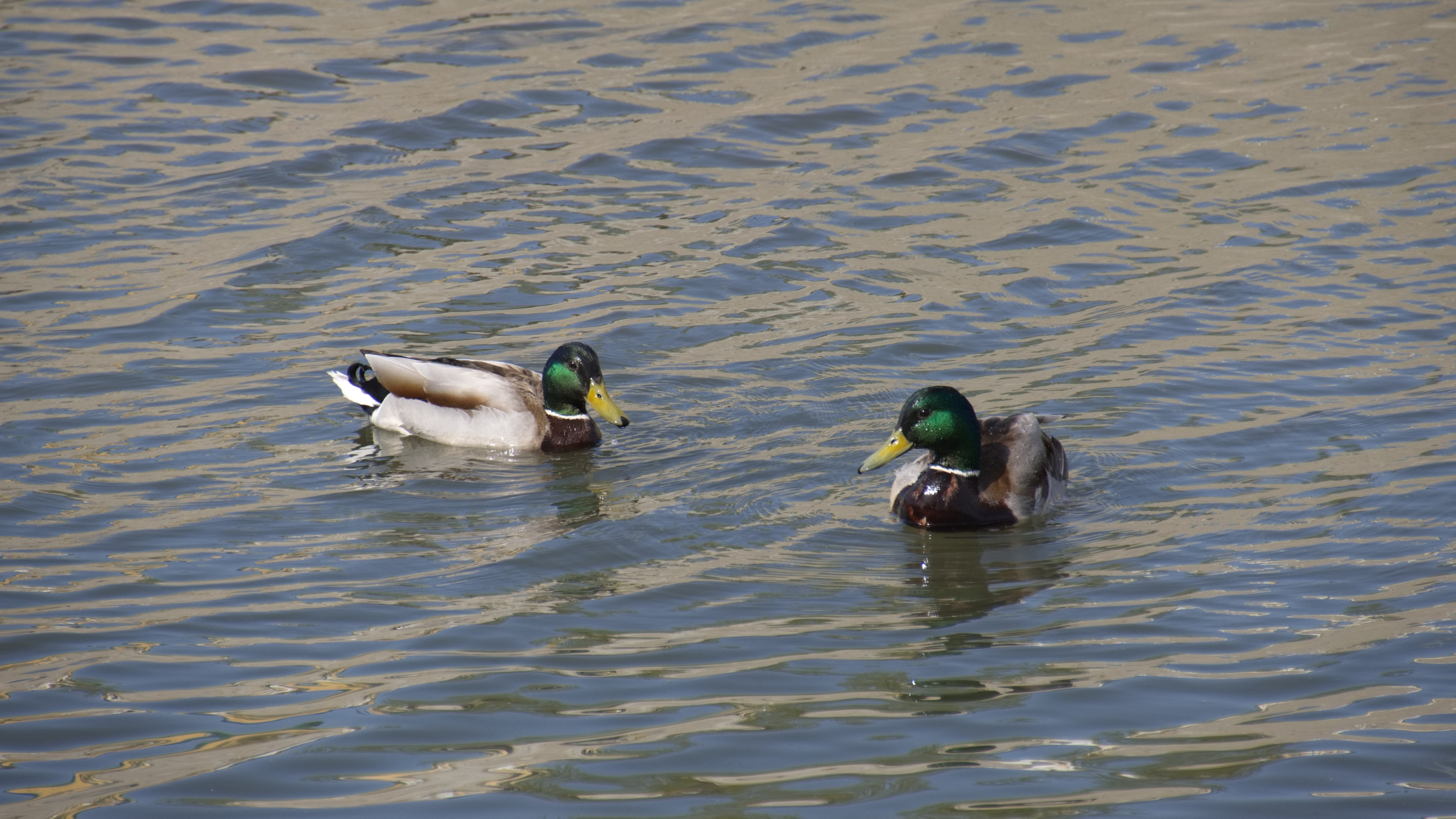 Охотникам Мордовии рекомендуют прививать подсадных уток