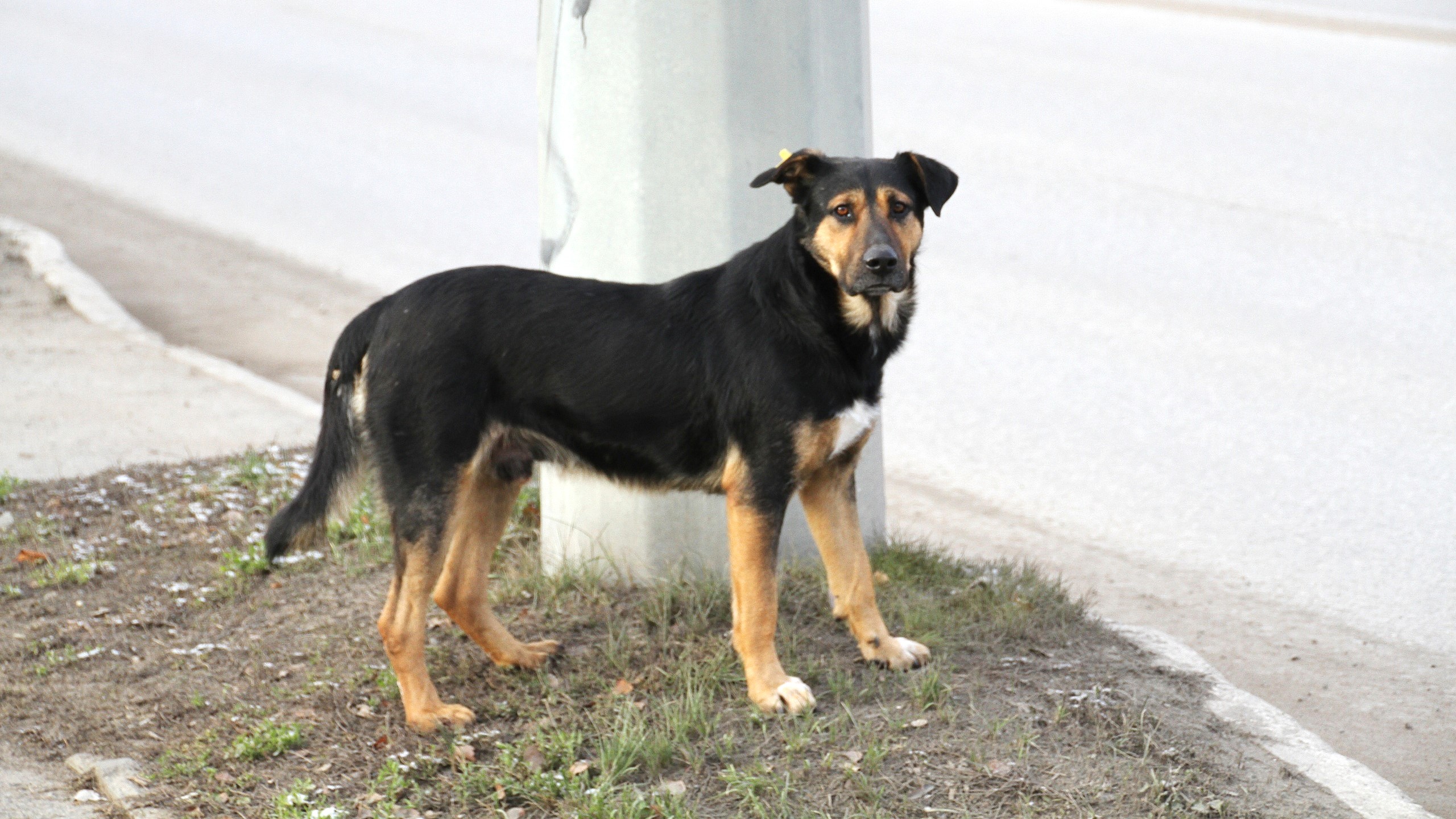 В Мордовии за бездомную собаку расплатится районная администрация
