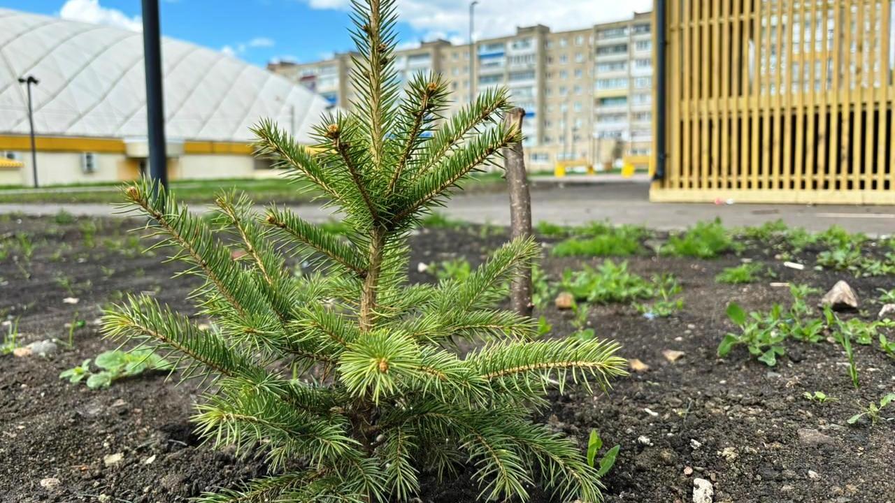 Удобные тропинки и сосны появились на Химмаше