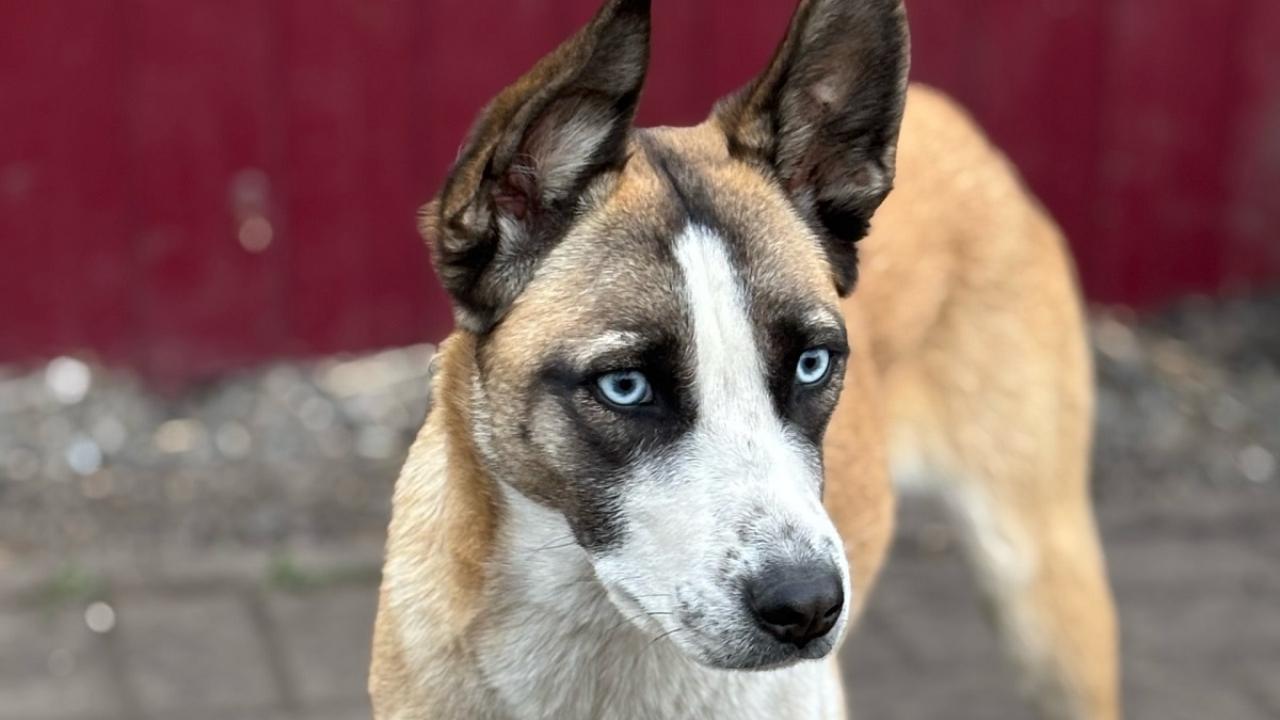Всех неравнодушных жителей Саранска ждут на встрече с бездомышами  