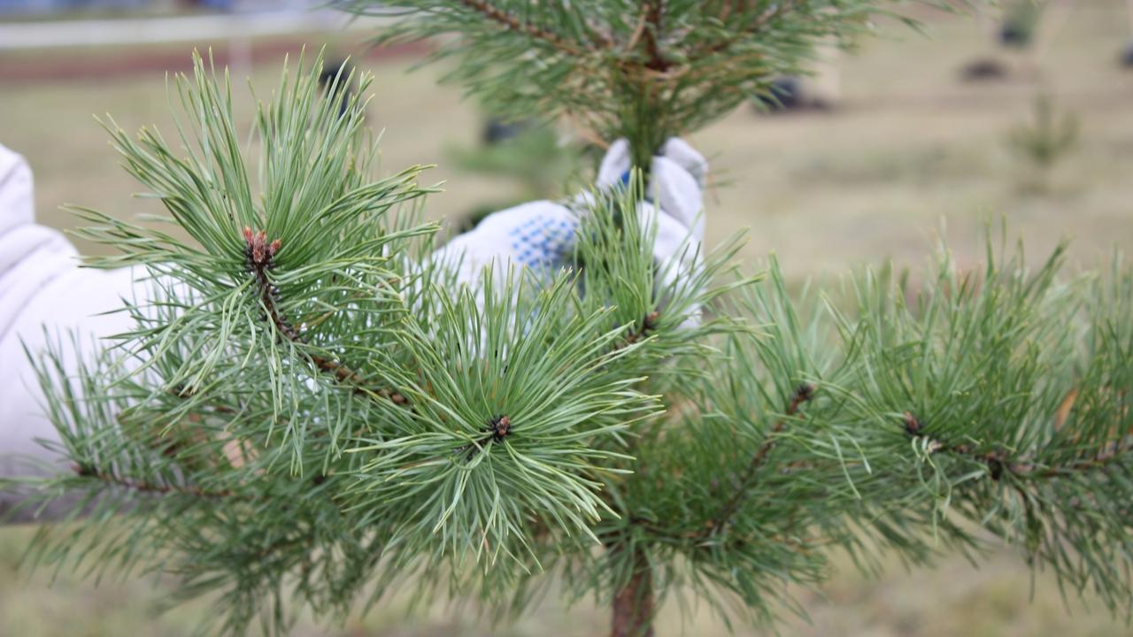 В центре Саранска появился сосновый лес 