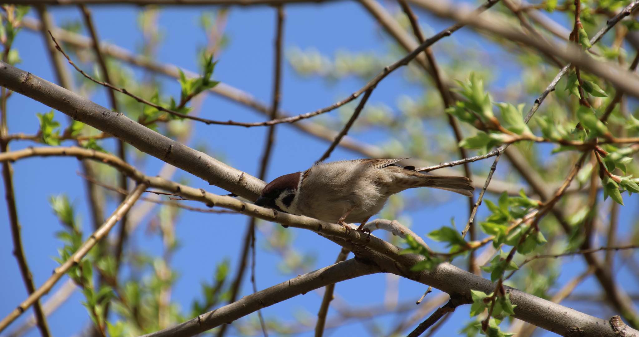 Синоптик рассказал, когда в 2026 году придёт весна 