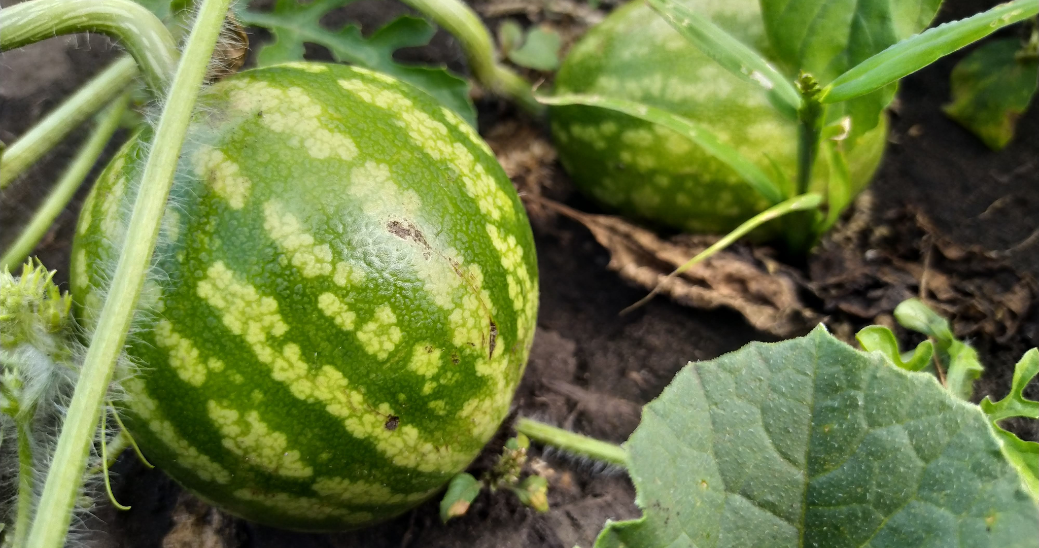 Неправильная обработка дачи грозит штрафом до 20 тысяч рублей 