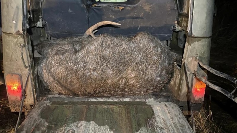 Два жителя Московской области убили в Мордовии пятнистого оленя