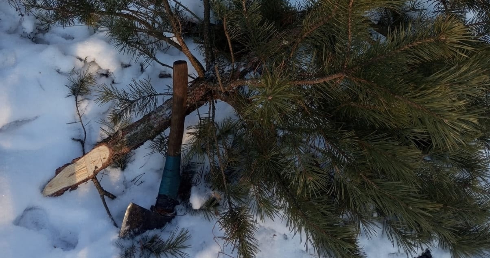 В Мордовии поймали «новогоднего» лесоруба 