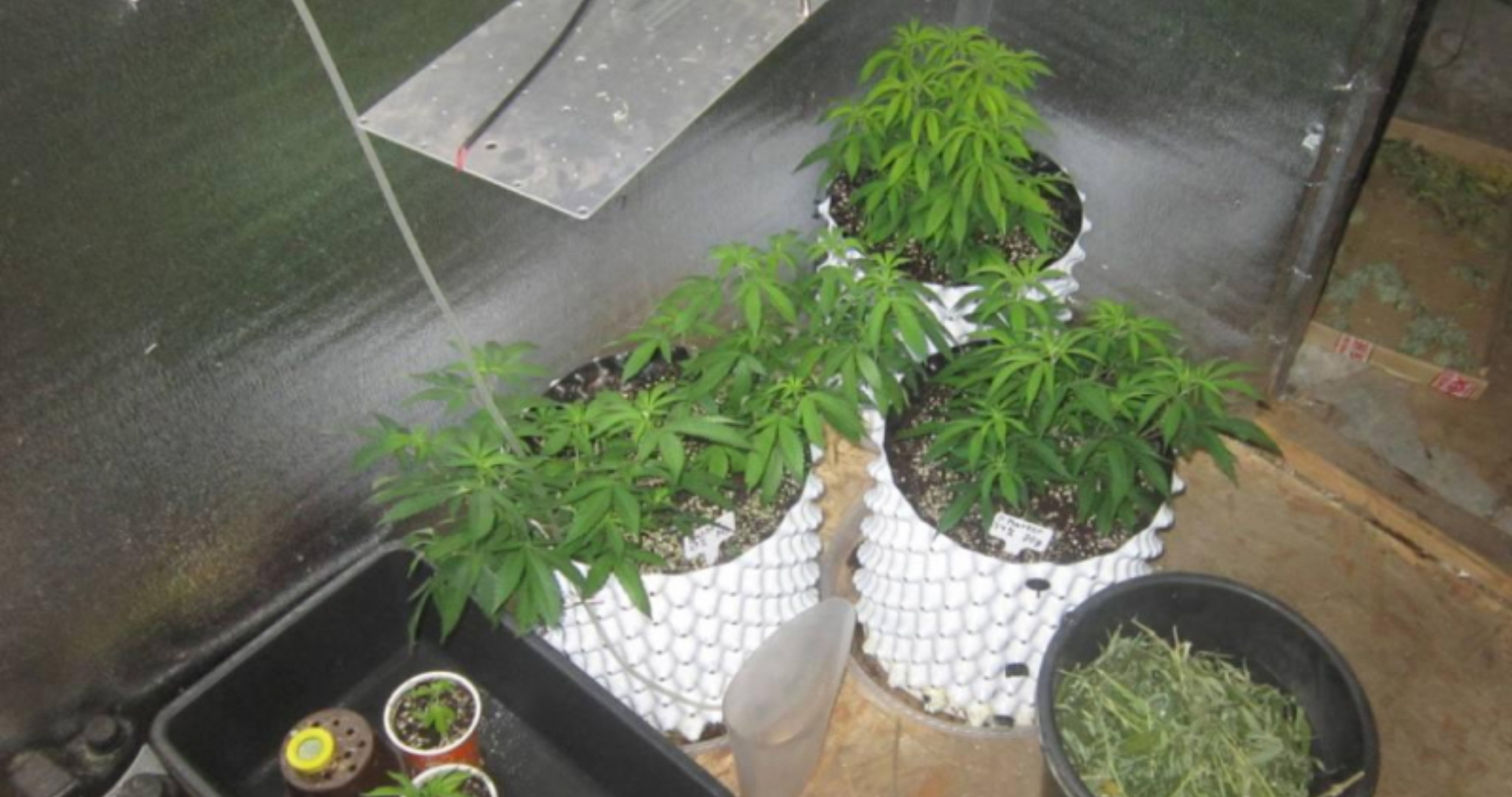 Жителя Мордовии осудят за домашнюю наркоплантацию 