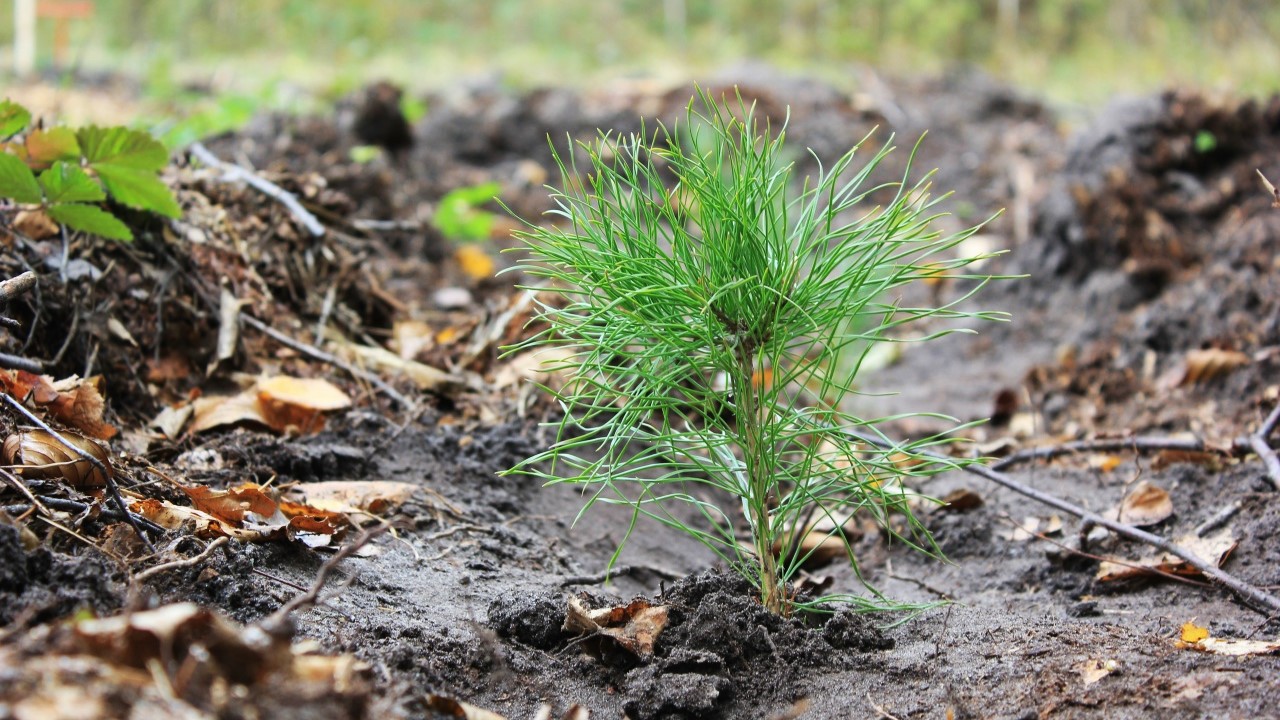 В Мордовии пройдёт акция «Сад памяти» 