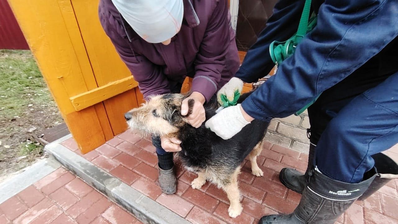 В Мордовии привили от бешенства более 113 тысяч животных В Мордовии привили от бешенства более 113 тысяч животных
