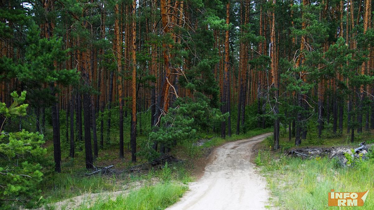 В Мордовии экс-директор лесничества покрывал чёрных лесорубов